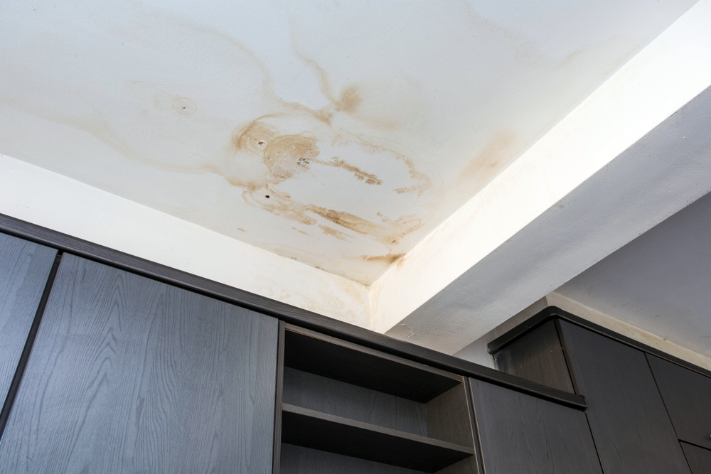 Mold Growth: Signs of Water Damage in Walls